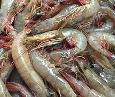 Wild caught gulf shrimp